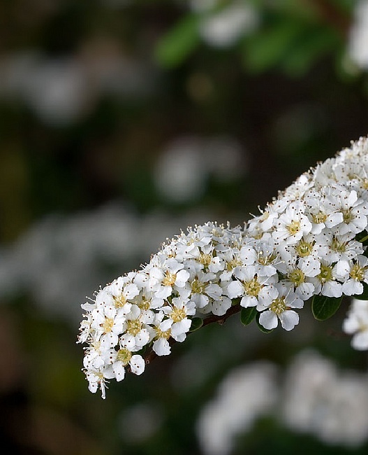 Спирея Аргута 1 шт Р9